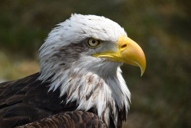 Bir Amerikan kel kartalı.