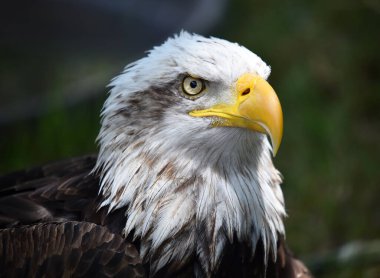 Bir Amerikan kel kartalı.