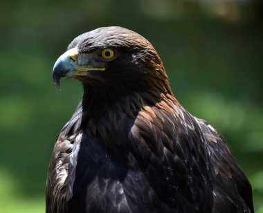 Güzel bir altın kartal