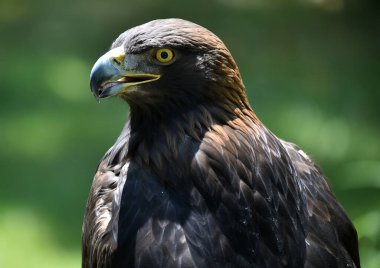 Güzel bir altın kartal