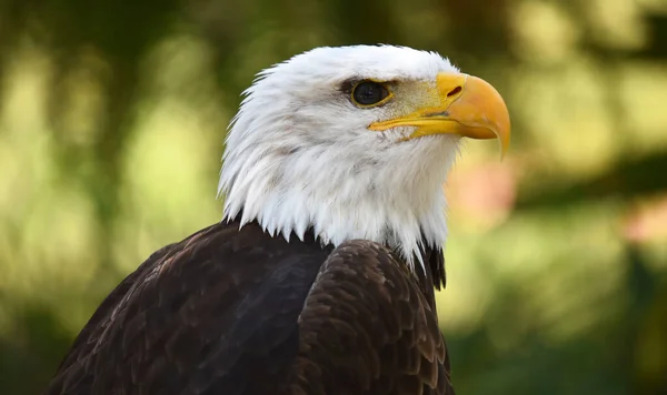 stock image a american bald eagle