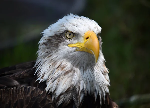 Bir Amerikan kel kartalı.