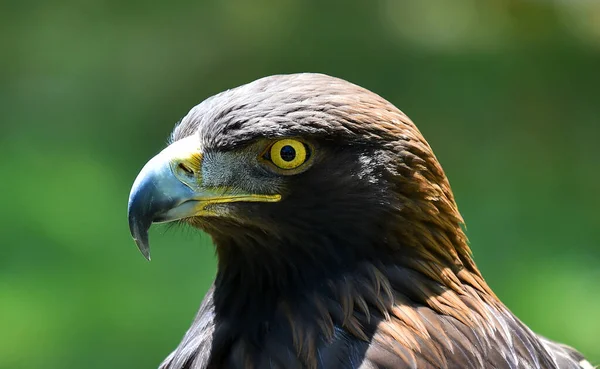 Una Bella Águila Dorada — Foto de Stock