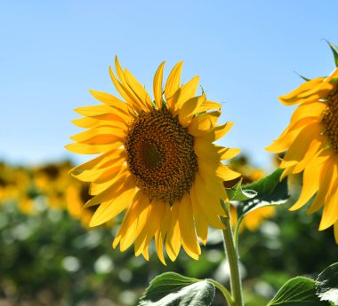 Sahada bir ayçiçeği