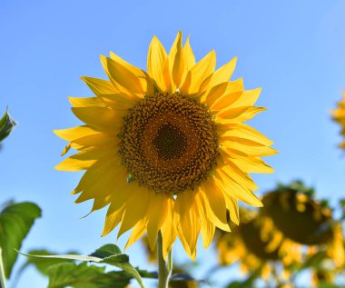 Sahada bir ayçiçeği