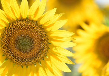 Sahada bir ayçiçeği