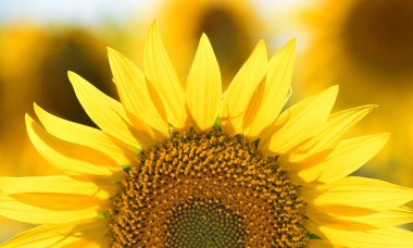 Sahada bir ayçiçeği