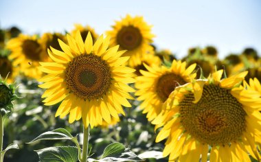 Sahada bir ayçiçeği