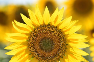 Sahada bir ayçiçeği