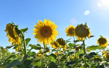Sahada bir ayçiçeği