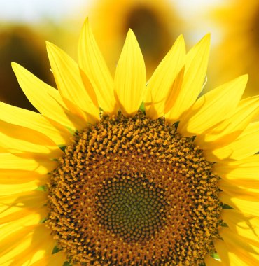 Sahada bir ayçiçeği