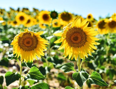 Sahada bir ayçiçeği