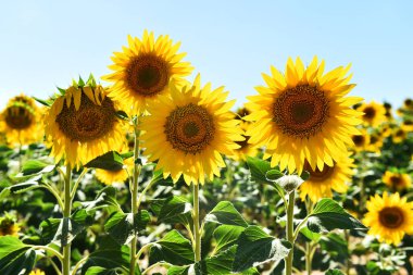 Sahada bir ayçiçeği