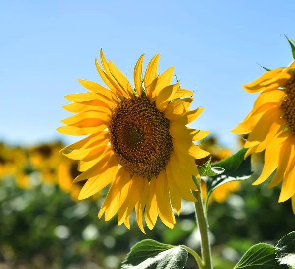 Sahada bir ayçiçeği