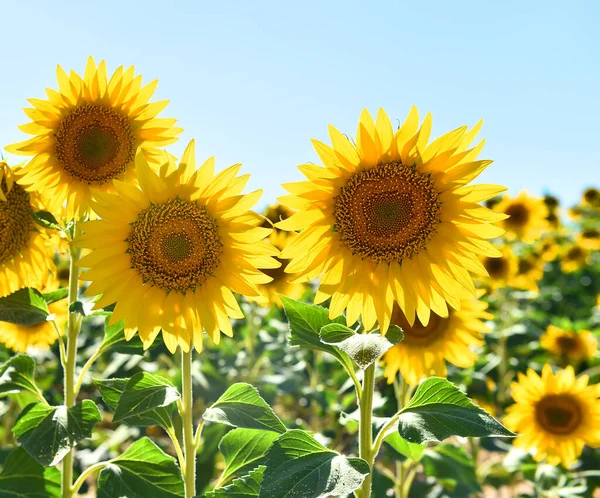 Girasol Campo —  Fotos de Stock