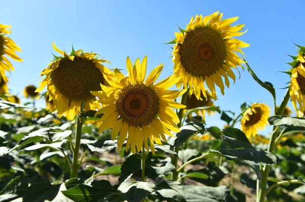 Sahada bir ayçiçeği