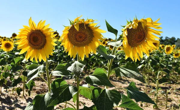 Sahada bir ayçiçeği