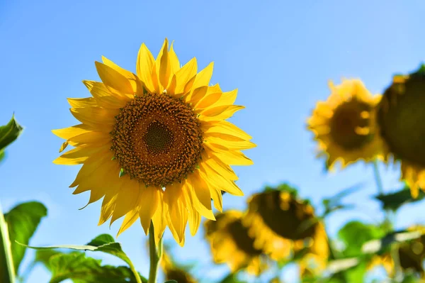 Girasol Campo —  Fotos de Stock