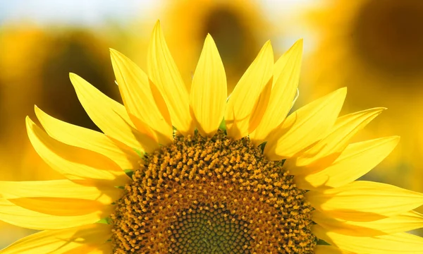 Sahada bir ayçiçeği