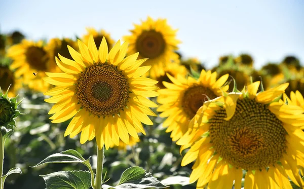 Sahada bir ayçiçeği
