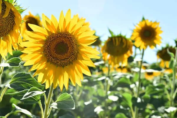 Sahada bir ayçiçeği