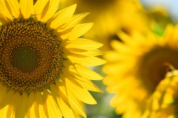 Sahada bir ayçiçeği