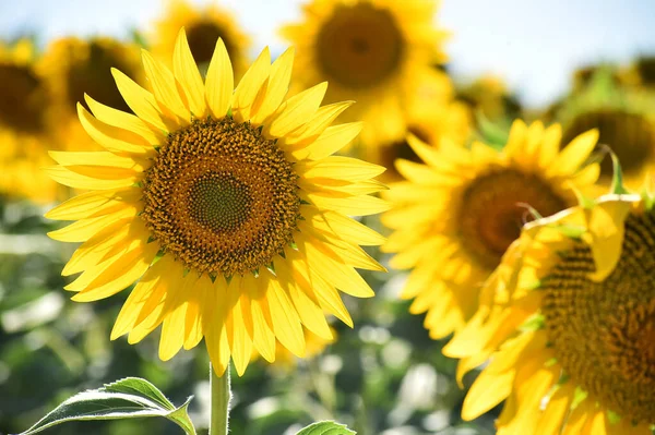 Sahada bir ayçiçeği