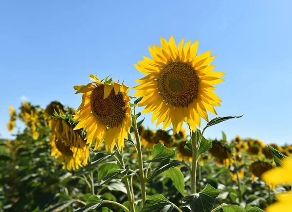 Sahada bir ayçiçeği