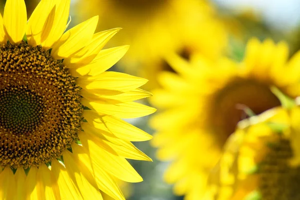 Girasol Campo —  Fotos de Stock