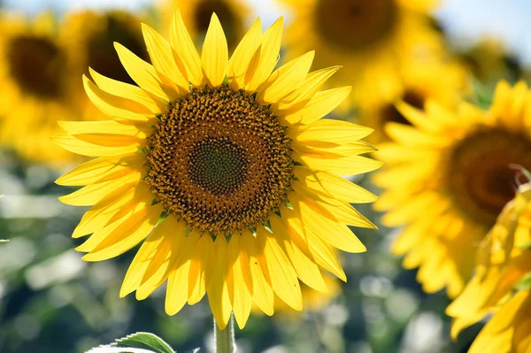 Girasol Campo —  Fotos de Stock