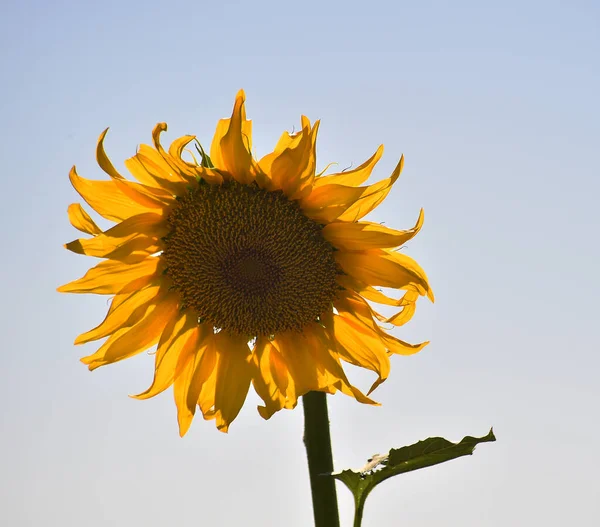 Girasol Campo —  Fotos de Stock