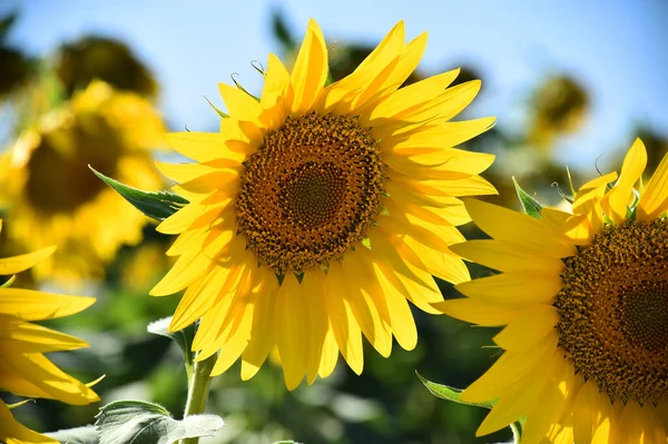 Sahada bir ayçiçeği