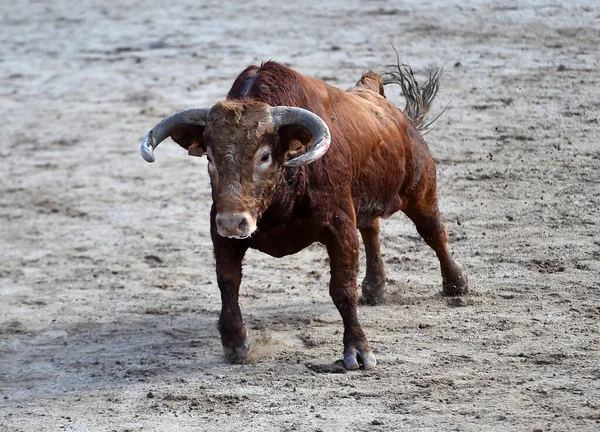 Toro Spagnolo Sullo Spettacolo Tradizionale Della Corrida — Foto Stock