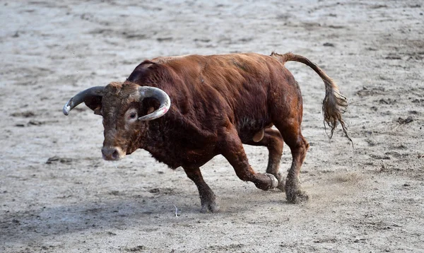 Een Spaanse Stier Het Traditionele Spektakel Van Het Stierengevecht — Stockfoto