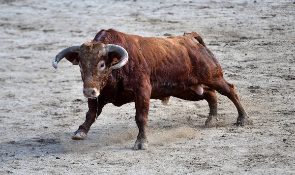 Een Spaanse Stier Het Traditionele Spektakel Van Het Stierengevecht — Stockfoto
