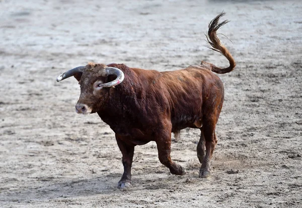 Spanish Bull Traditional Spectacle Bullfight — Stock Photo, Image