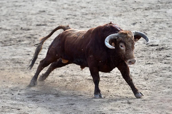 Toro Español Tradicional Espectáculo Corridas Toros — Foto de Stock