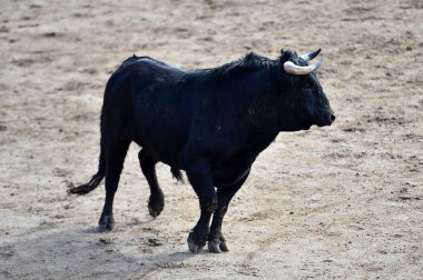 İspanyol bir boğa geleneksel boğa güreşi gösterisinde