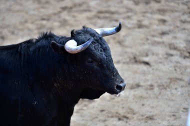 İspanyol bir boğa geleneksel boğa güreşi gösterisinde