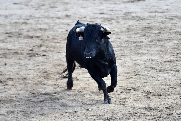 Toro Español Tradicional Espectáculo Corridas Toros — Foto de Stock