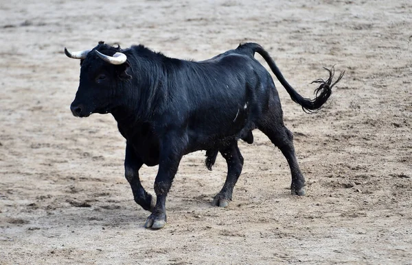 Toro Spagnolo Sullo Spettacolo Tradizionale Della Corrida — Foto Stock