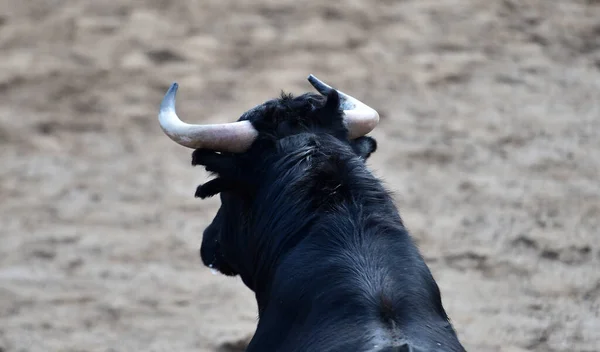 Spanish Bull Traditional Spectacle Bullfight — Stock Photo, Image