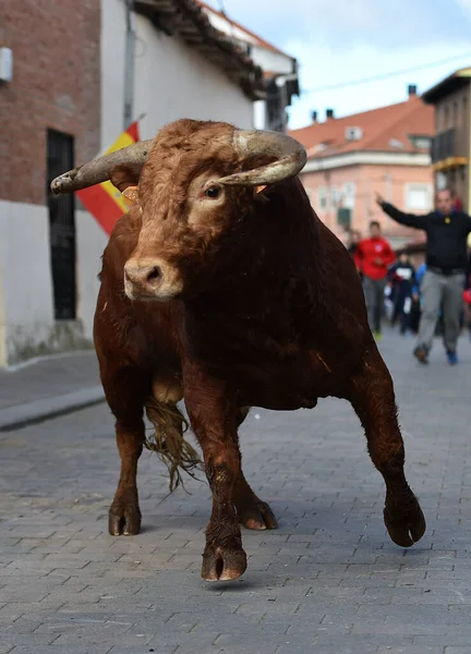 Ein Spanischer Stier Beim Traditionellen Stierkampf Spektakel — Stockfoto