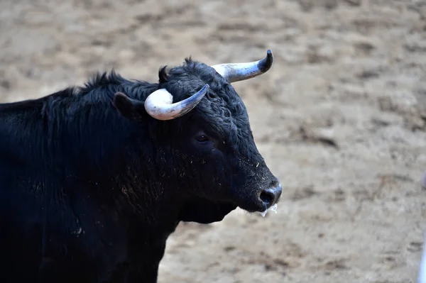 Spanish Bull Traditional Spectacle Bullfight — Stock Photo, Image