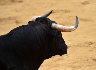 İspanyol boğası geleneksel boğa güreşi gösterisinde