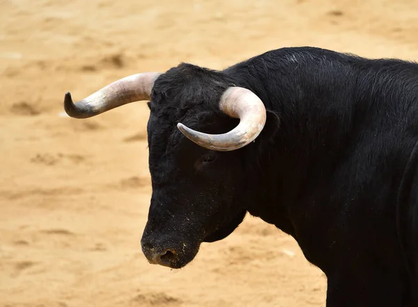 Toro Español Tradicional Espectáculo Corridas Toros —  Fotos de Stock