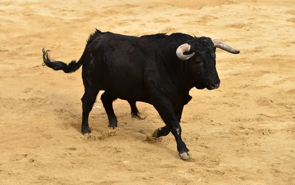 Touro Espanhol Sobre Espetáculo Tradicional Tourada — Fotografia de Stock