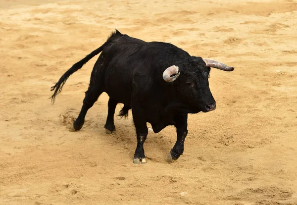 Touro Espanhol Sobre Espetáculo Tradicional Tourada — Fotografia de Stock