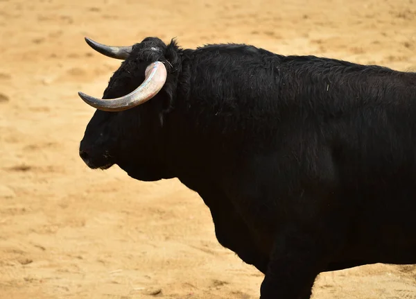 Spanyol Bika Bikaviadal Hagyományos Látványára — Stock Fotó