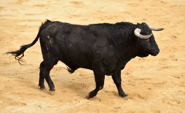 Touro Espanhol Sobre Espetáculo Tradicional Tourada — Fotografia de Stock